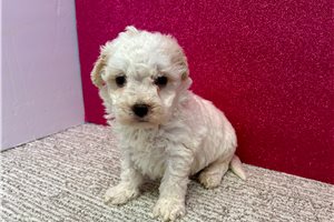 Braxton - Havapoo for sale