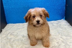 Kingston - Havapoo for sale