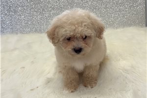 Hitchcock - puppy for sale
