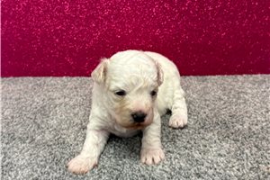 Sierra - puppy for sale
