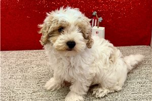 Bryson - Havapoo for sale