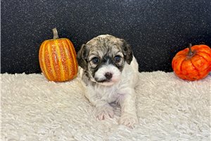 Zara, a Havapoo puppy