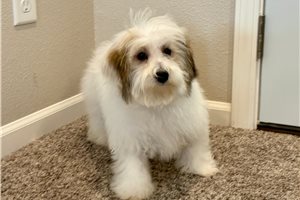 Tammy - puppy for sale