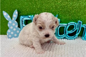 Bryson - puppy for sale