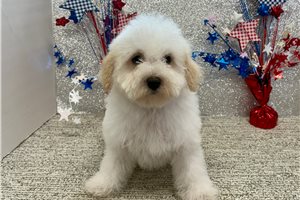 Braxton - Havapoo for sale
