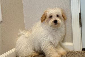 Timmy - puppy for sale