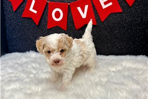 Hyde - Havapoo for sale