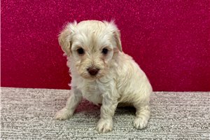 Bonnie - Havapoo for sale