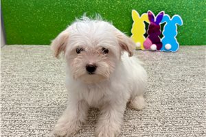 Hera - puppy for sale