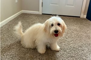 Parker - puppy for sale