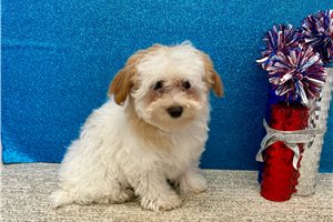 Tina - Havapoo for sale