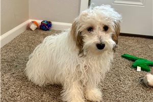 Tammy - Havapoo for sale