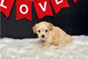 Hendrick - Havapoo for sale