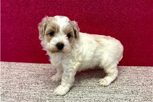 Bryson - Havapoo for sale