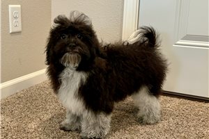Timothy - Havapoo for sale
