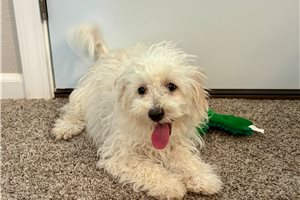 Trisha - Havapoo for sale