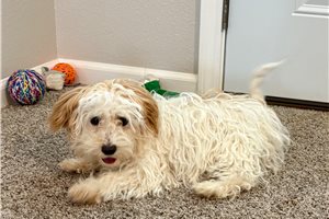 Tina - Havapoo for sale