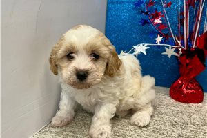 Tess - Havapoo for sale