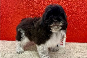 Timothy - Havapoo for sale
