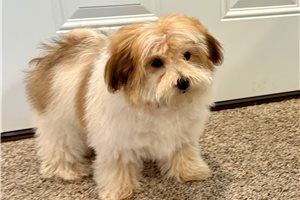 Tommy - puppy for sale
