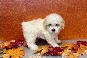 Katherine - puppy for sale