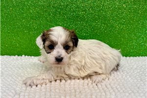 Tammy - puppy for sale