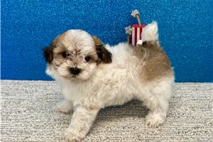 Tommy - Havapoo for sale