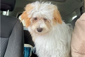 Tina - puppy for sale