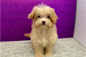 Harper - Havapoo for sale