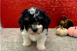 Slater - Havapoo for sale