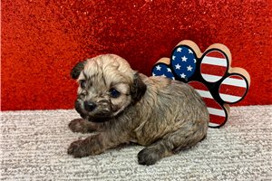 Stetson - puppy for sale