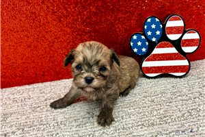 Samantha - Havapoo for sale