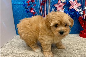 Thai - puppy for sale