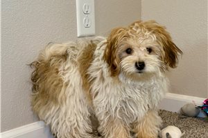 Tommy - Havapoo for sale