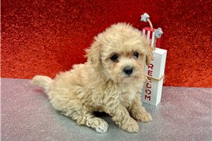 Potts - puppy for sale