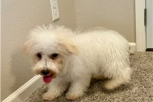 Braxton - Havapoo for sale
