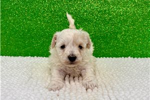 Trisha - puppy for sale