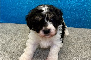 Slater - Havapoo for sale