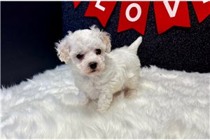 Holland - puppy for sale