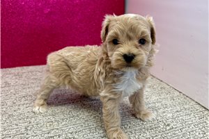 Beckett - Havapoo for sale