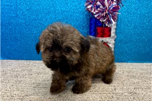 Sawyer - Havapoo for sale
