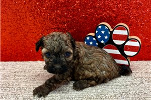 Sawyer - puppy for sale