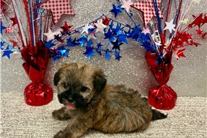 Savannah - Havapoo for sale