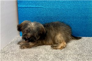 Sawyer - Havapoo for sale