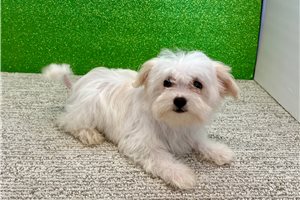 Hera - Havapoo for sale