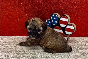 Savannah - puppy for sale