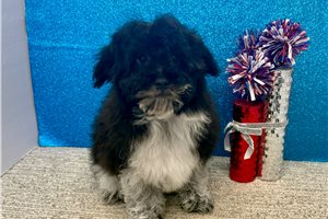 Timothy - Havapoo for sale