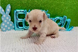 Bonnie - Havapoo for sale