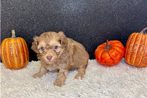 Zazu - puppy for sale