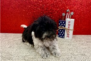 Blake - Havapoo for sale